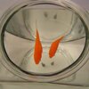 goldfish in bowl